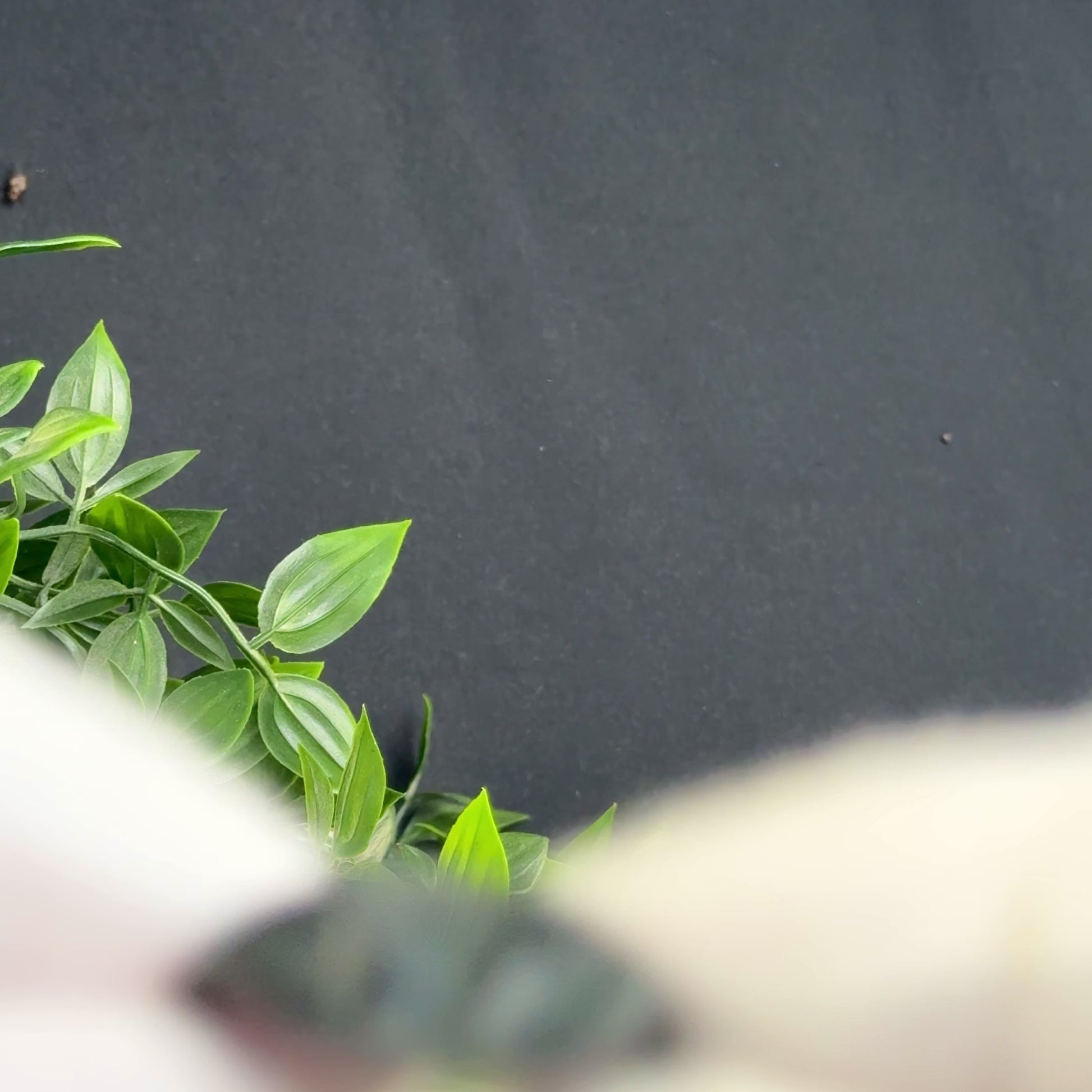 “Bouphoros” - Greek Bronze Ring (Aprox. 300 BC) EU 62 / US 10.5